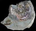 Wide, Iridescent Ammonite (Hoploscaphites) - South Dakota #38968-1